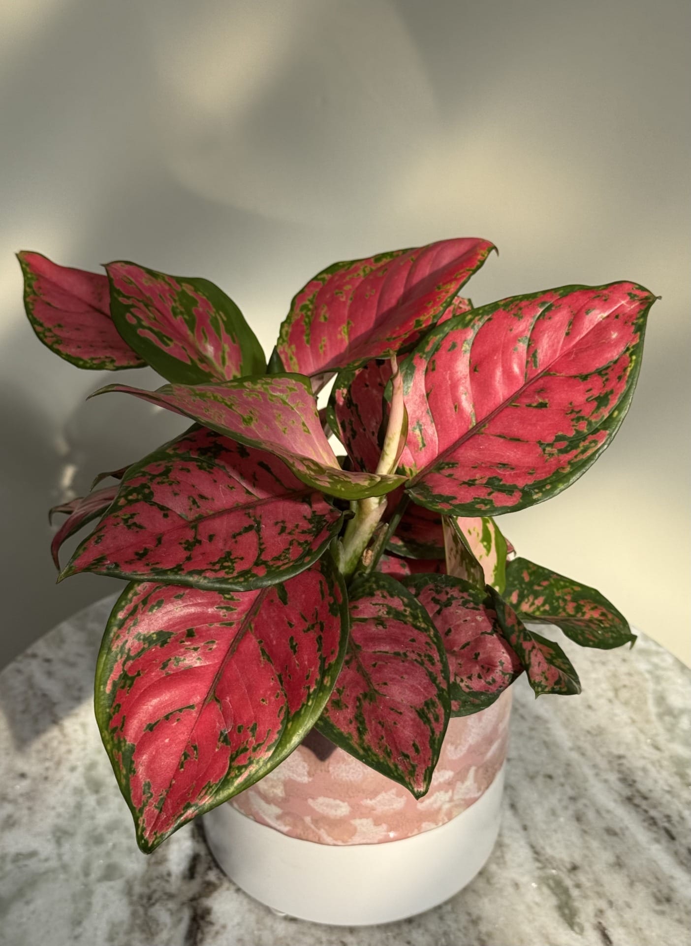 Aglaonema Red Zircon