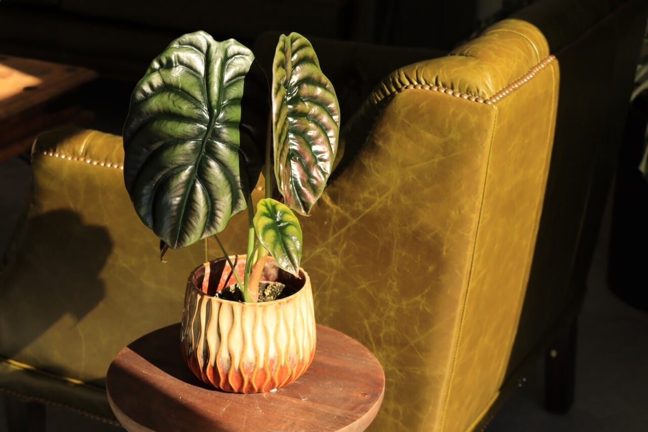 Alocasia Cupera Red Secret - Ø12 cm