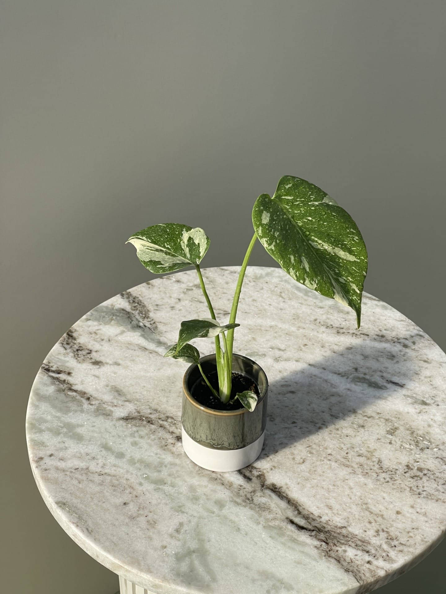 Monstera Thai Constellation