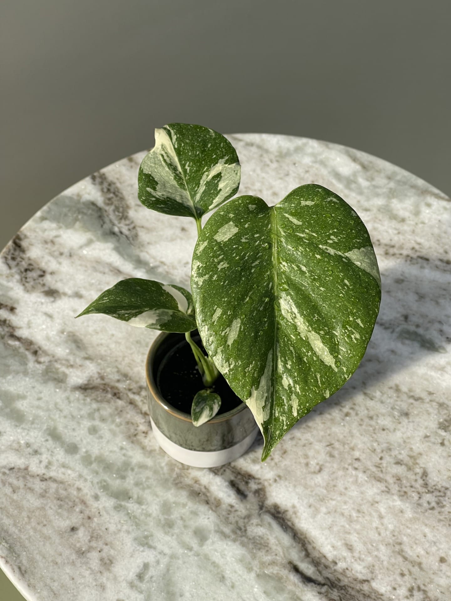 Monstera Thai Constellation