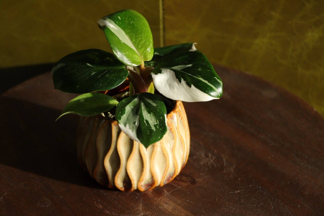 Philodendron White Princess - Ø6 cm