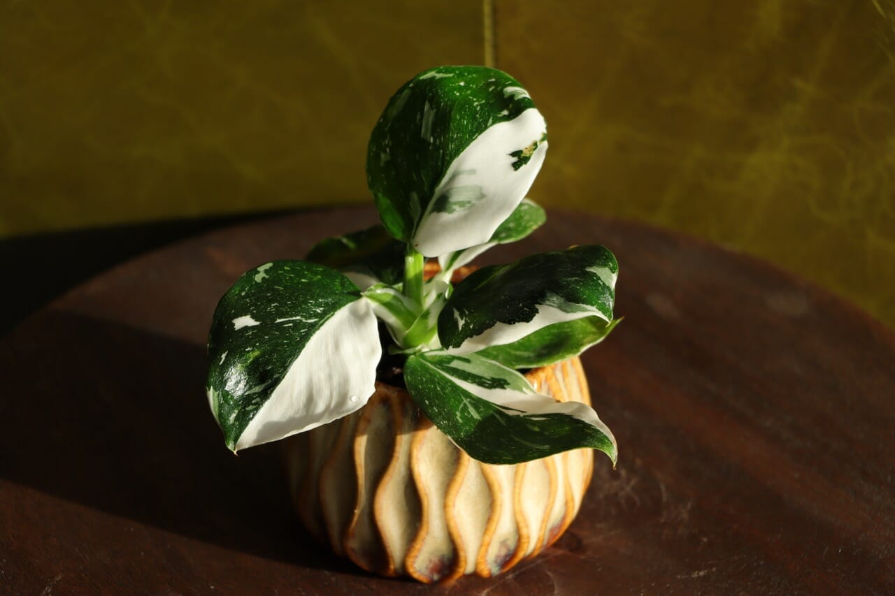 Philodendron White Wizzard - Ø6 cm