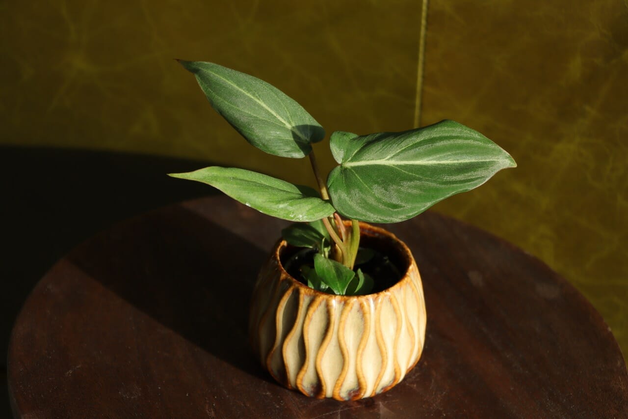 Philodendron Gloriosum - Ø6 cm