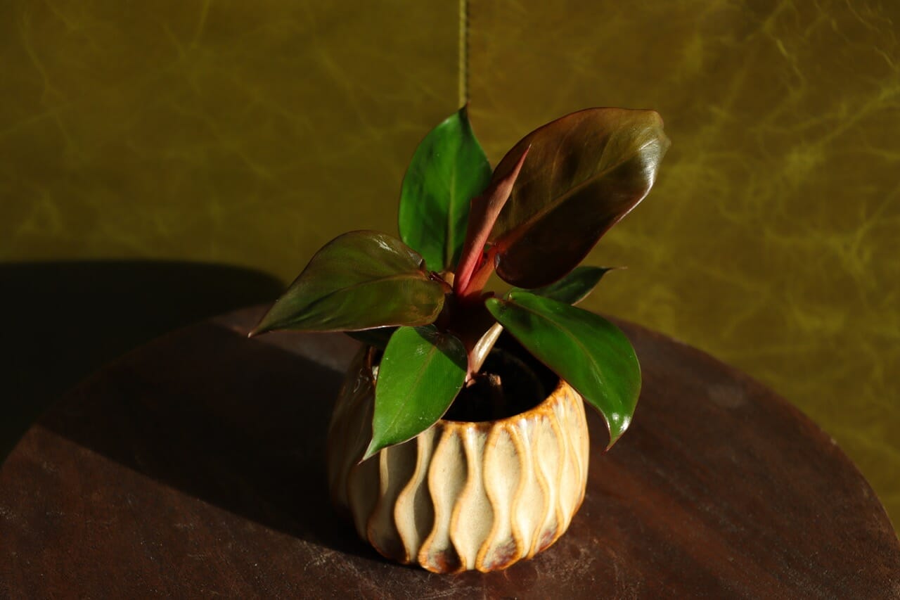 Philodendron McColley's Finale - Ø6 cm