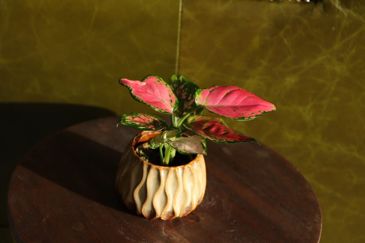 Aglaonema rød zirkon - Ø6 cm