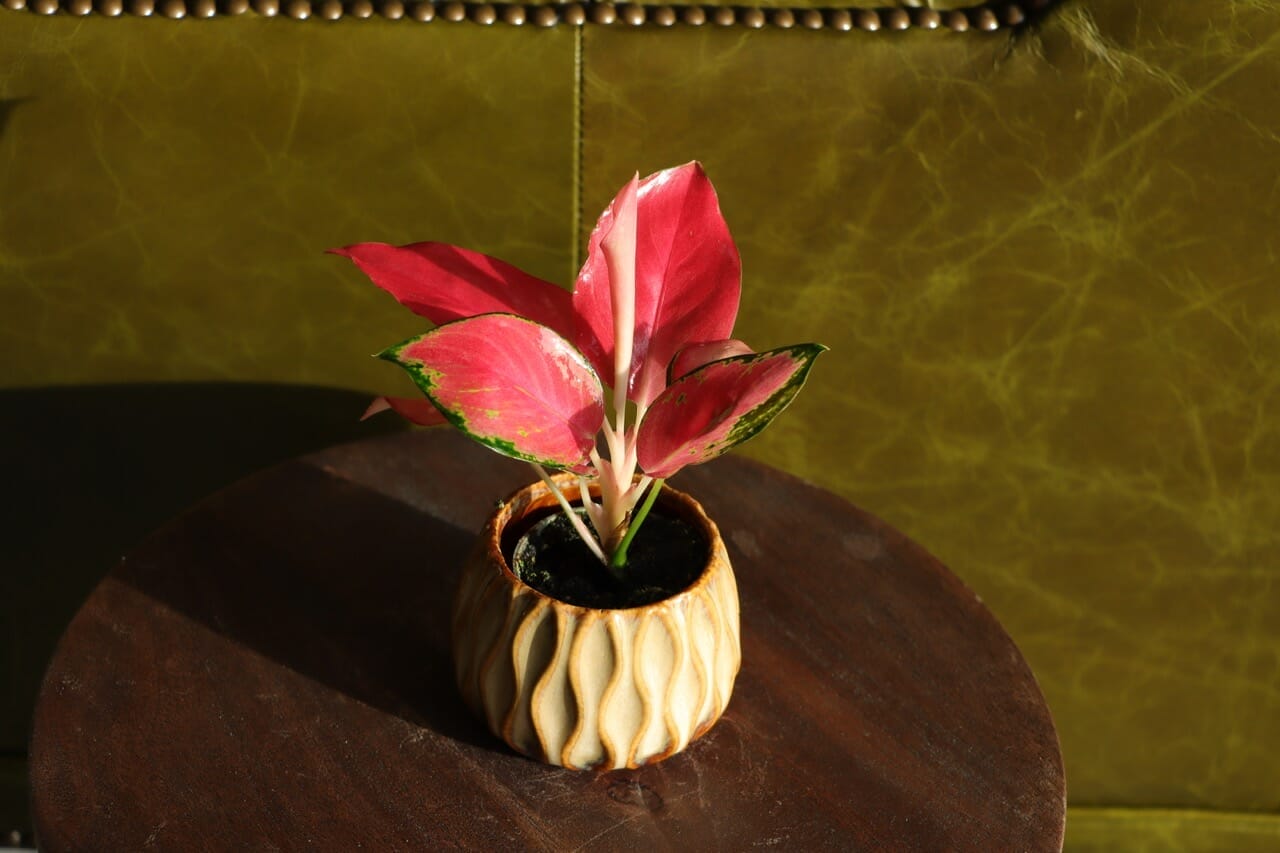 Aglaonema Red Dragon - Ø6 cm - House of Botanique