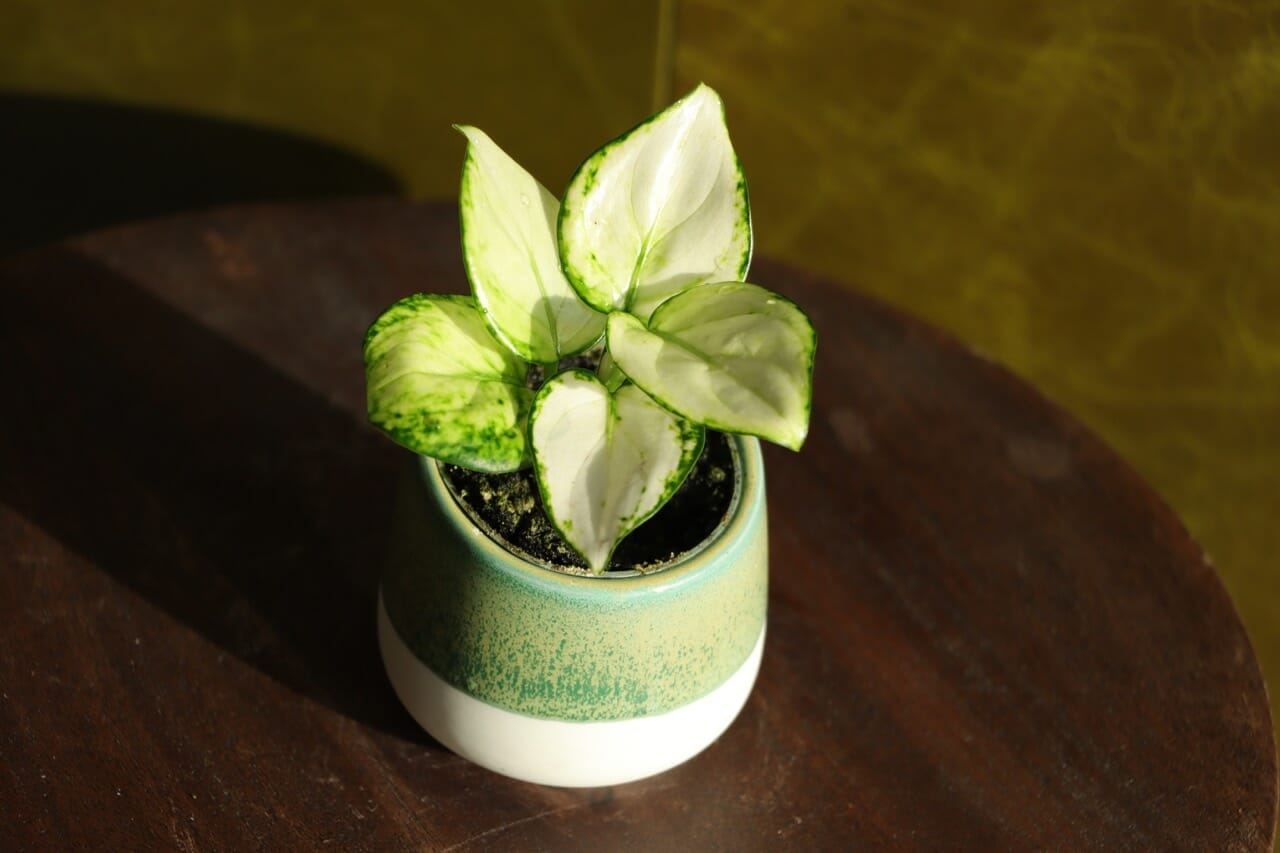 Aglaonema Snowflake - Ø6 cm