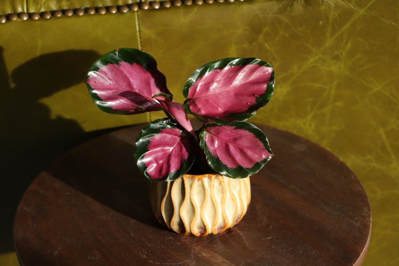 Calathea Purple Roseopicta Rosey - Ø6 cm