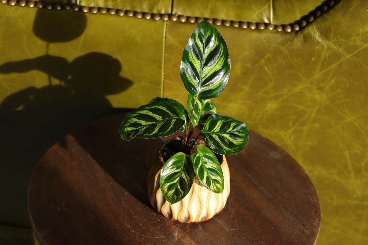 Calathea Makoyana - Ø6 cm