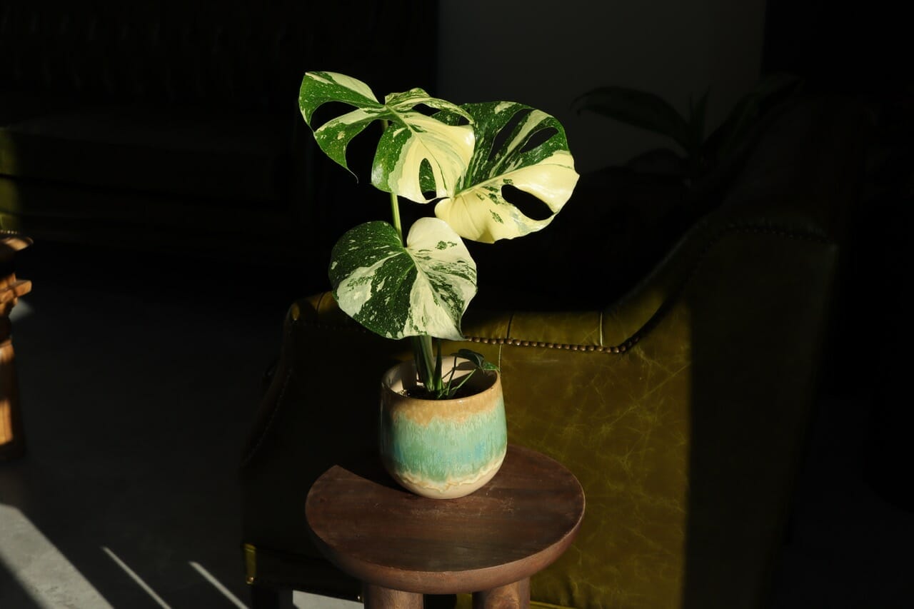 Monstera Thai Constellation Variegata Intense - Ø12 cm