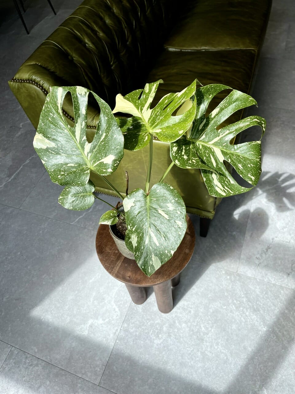 Monstera Thai Constellation Variegata - Ø12 cm