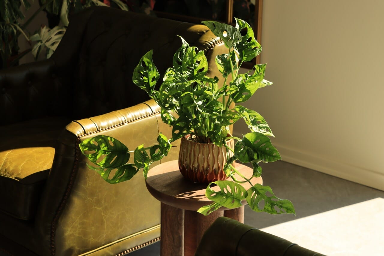 Monstera Adanzonii - Ø12 cm