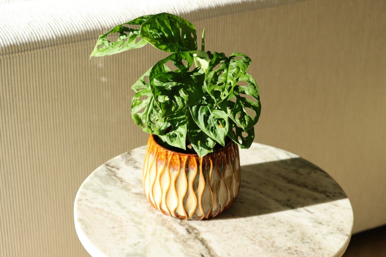 Monstera Adanzonii - Ø10,5 cm