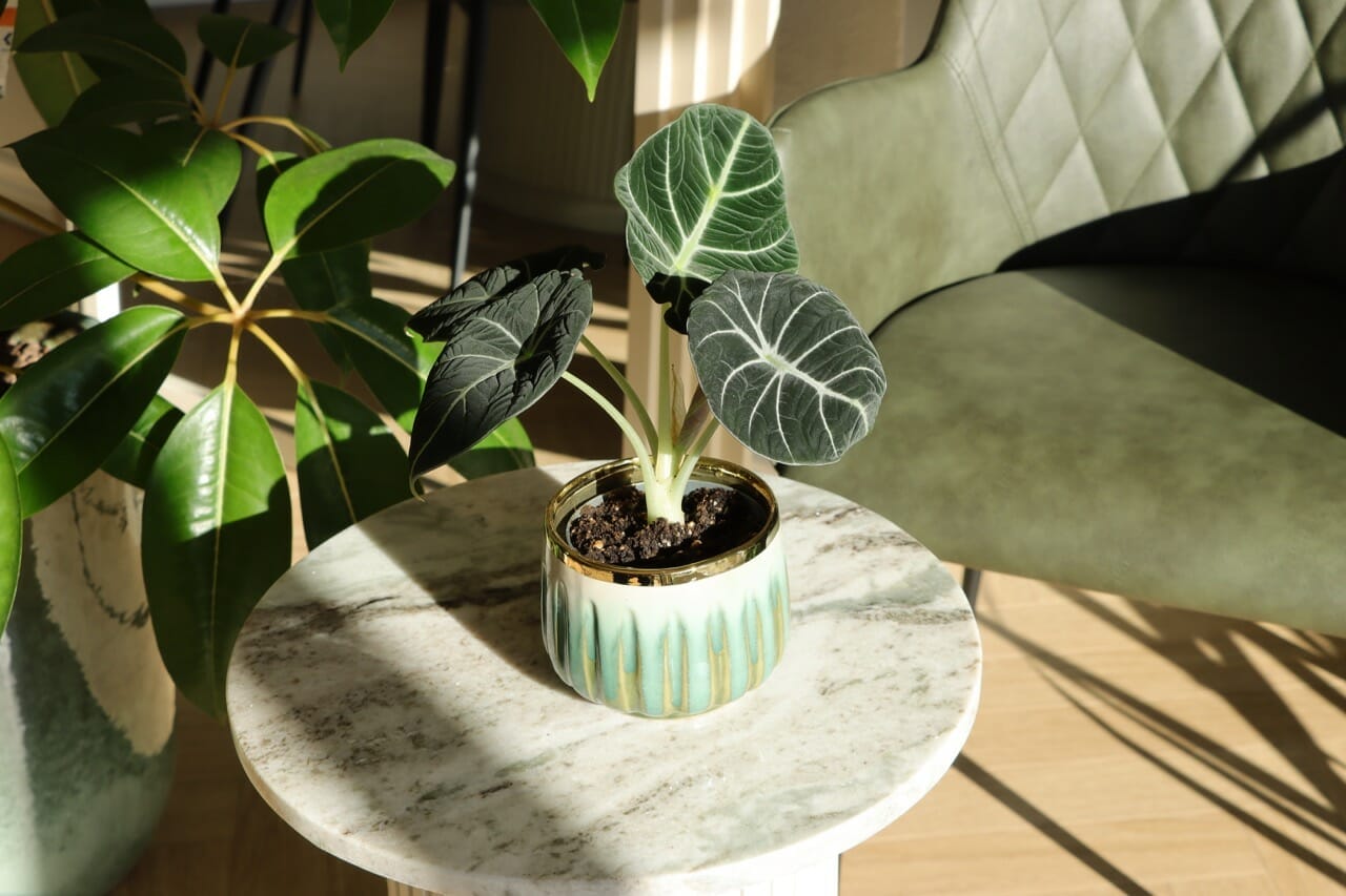 Alocasia Black Velvet - Ø12 cm