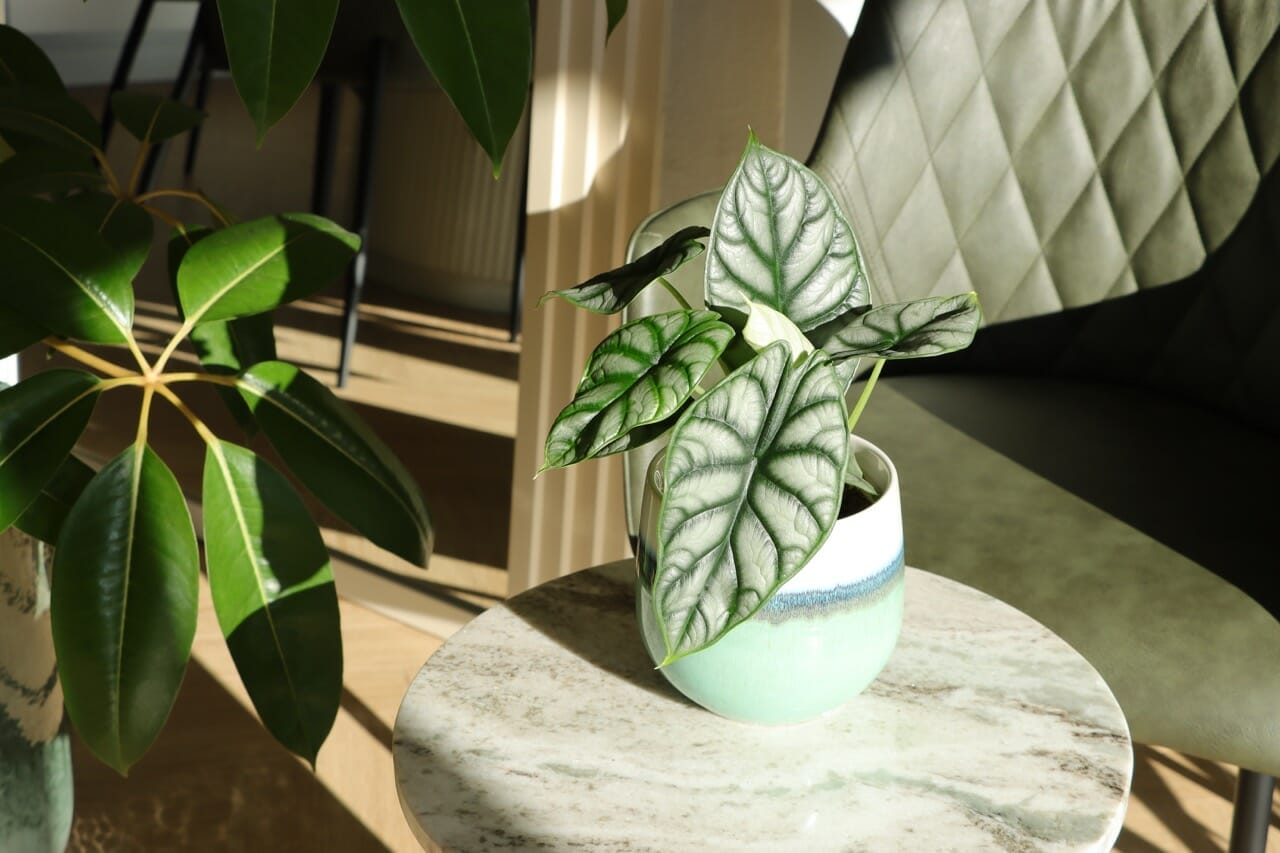 Alocasia Silver Dragon - Ø12 cm