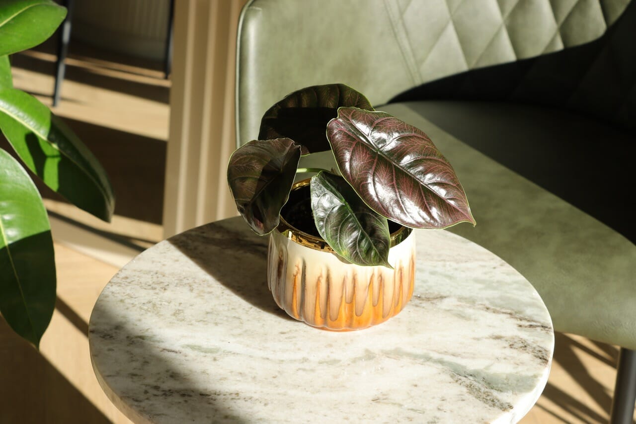 Alocasia Azlanii - Ø12 cm