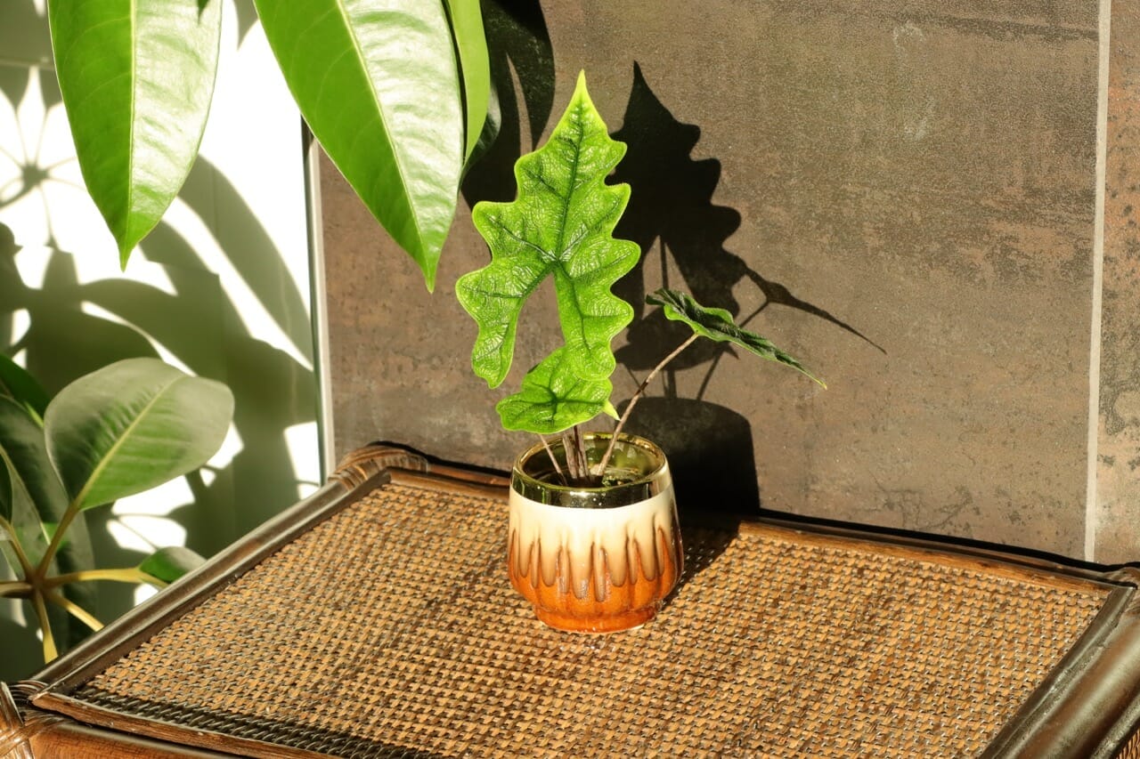 Alocasia Jacklyn - Ø6 cm