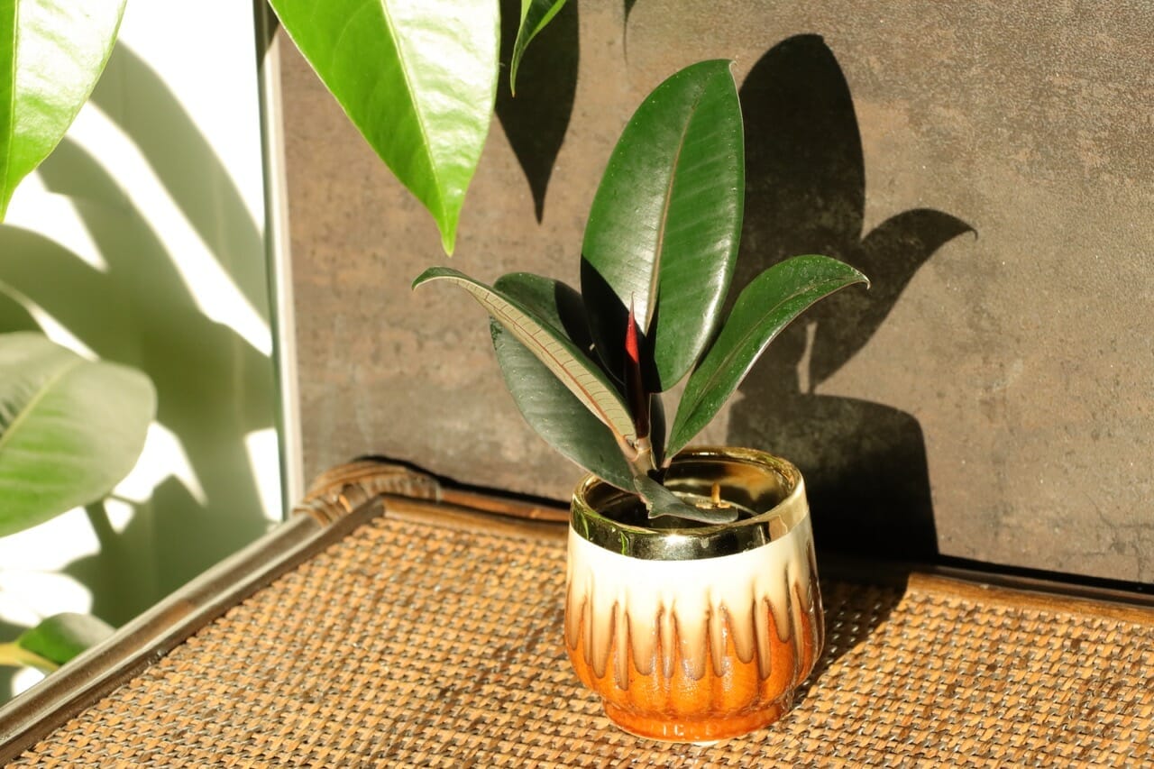 Ficus Robusta - Ø6 cm