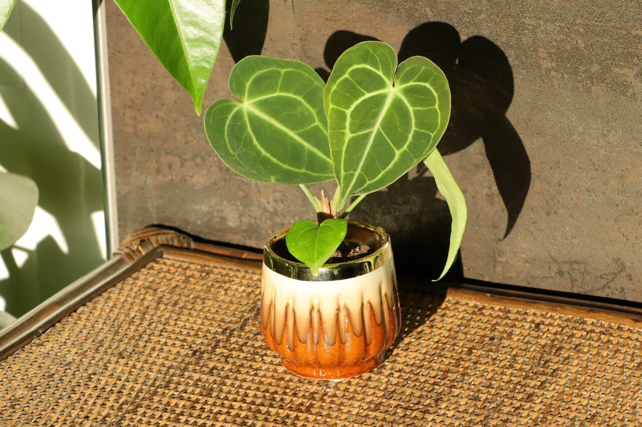 alocasia house of botanique