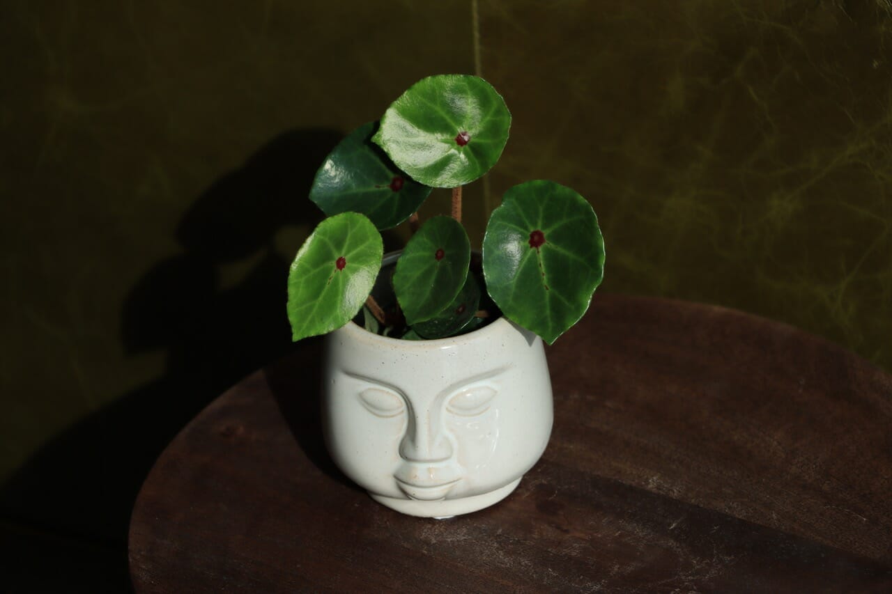 Begonia Rex Red Ruby -Ø6 cm