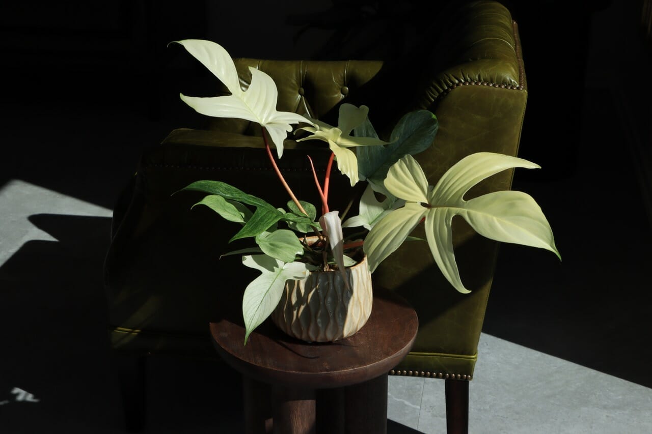 Philodendron Florida Ghost - Ø 12 cm