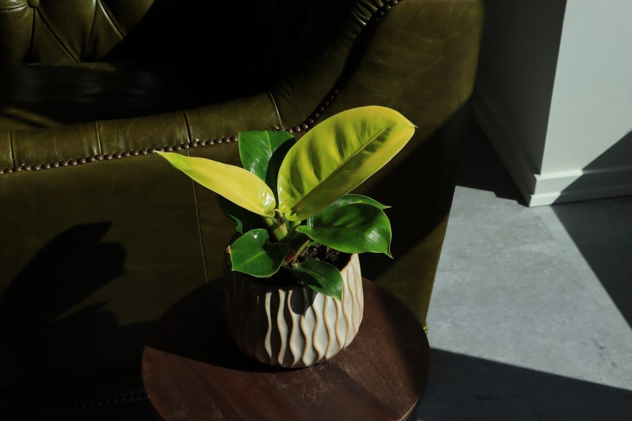 Philodendron Moonshine - Ø 10,5cm