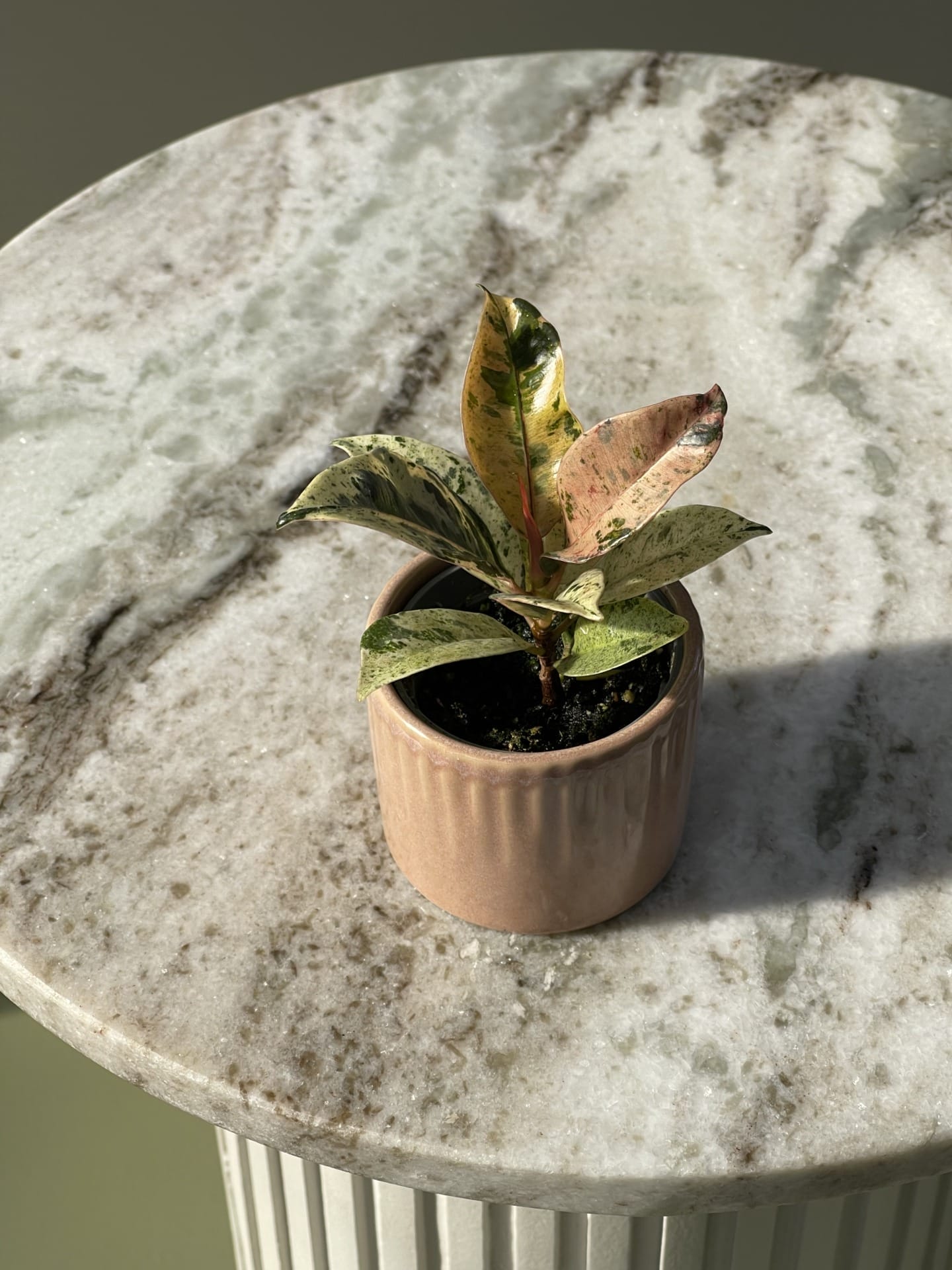 Alocasia Ninja Mint Variegata – Ø6 cm - House of Botanique