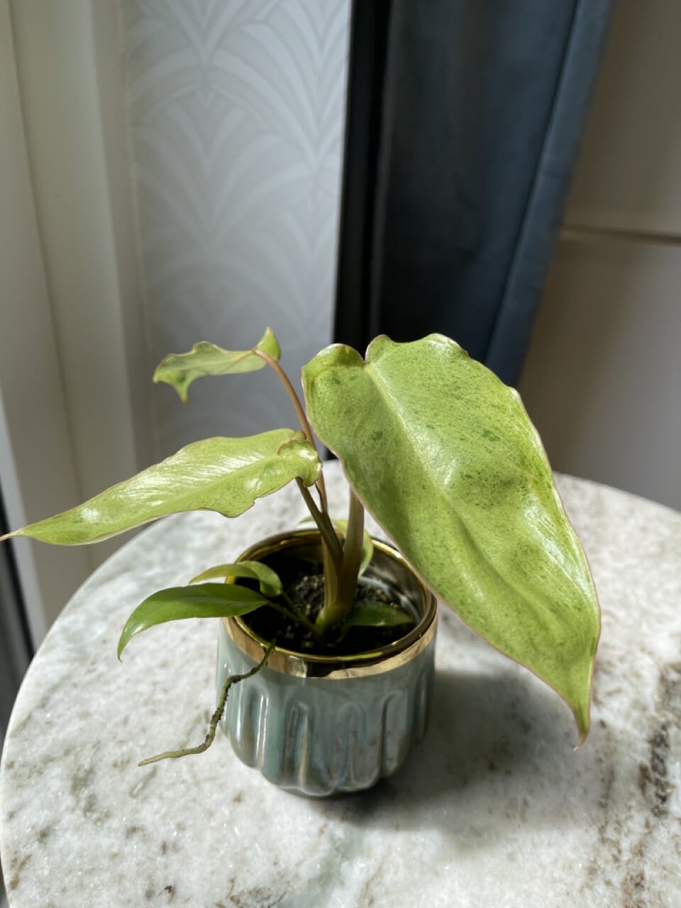 Philodendron Paradiso Verde - Ø 6cm