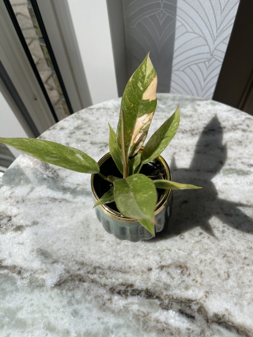 Philodendron Ring of Fire - Ø 6cm