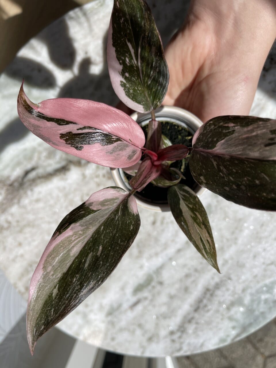 Alocasia Yucatan Princess Purple Mint Variegata RB11 - Ø 6cm