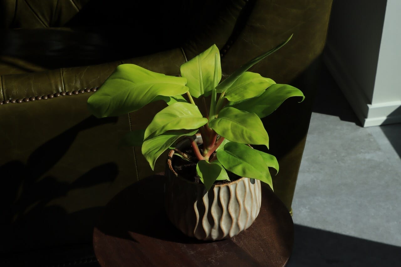 Philodendron Lemon Lime - Ø 12cm
