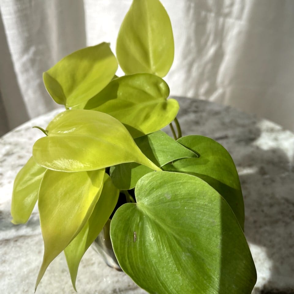 Philodendron Scandens Lemon Lime