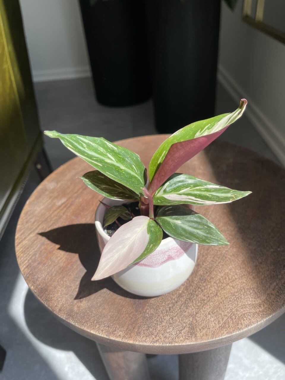 Stromanthe Magic Star - Ø 6cm