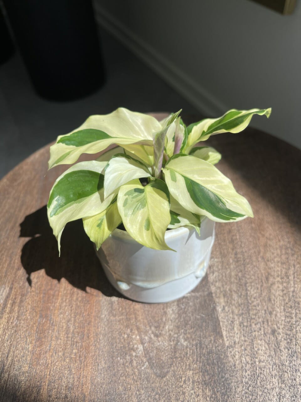 Calathea Yellow Fusion - Ø 6cm