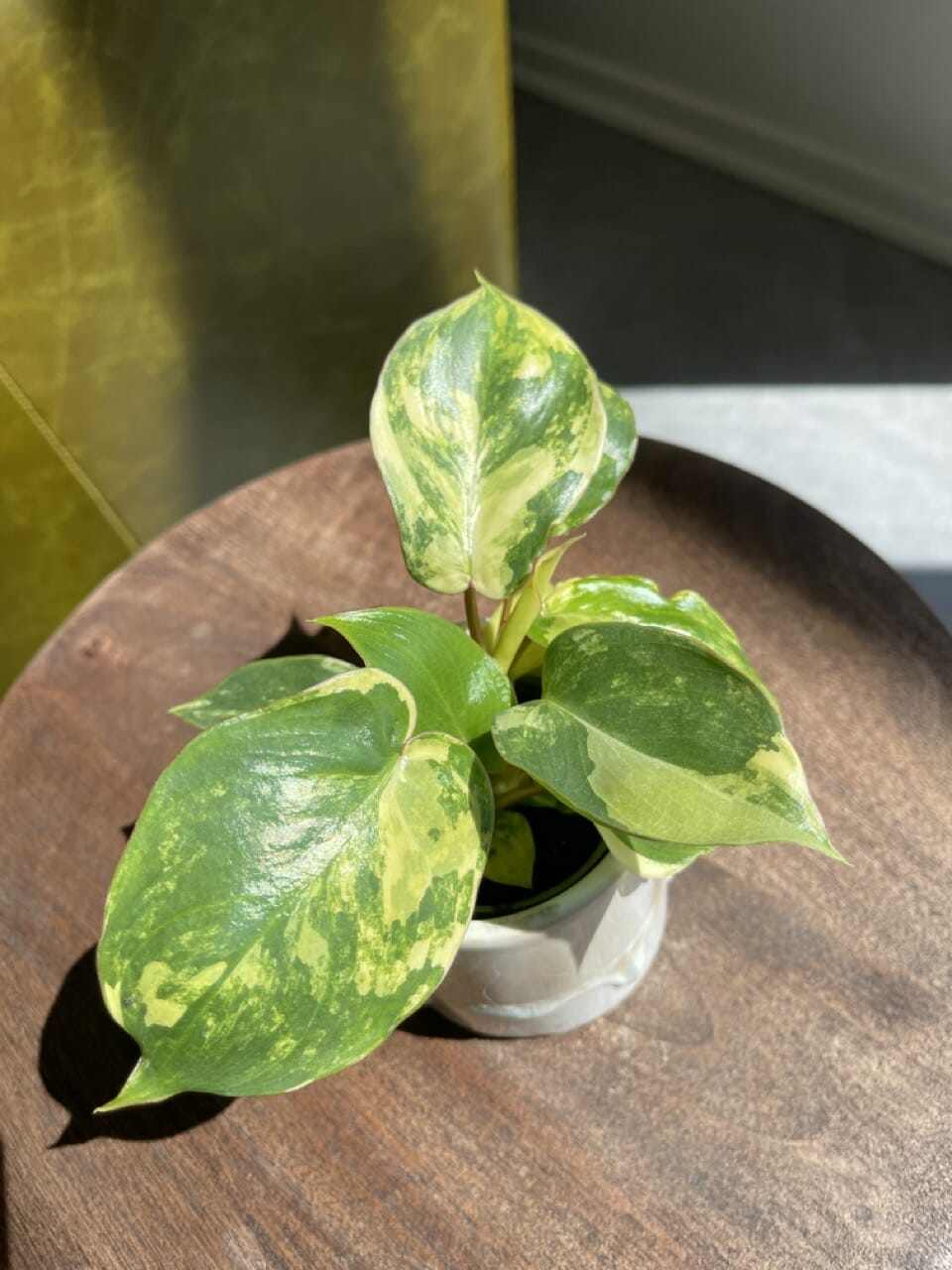 Philodendron Burle Marx Variegata - Ø 6cm