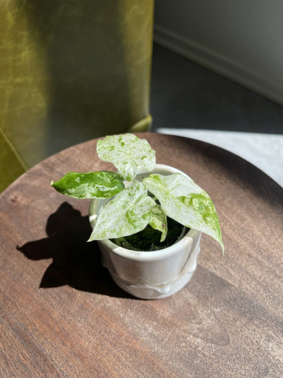 Alocasia Macrorrhiza Splash Variegata - Ø 6cm