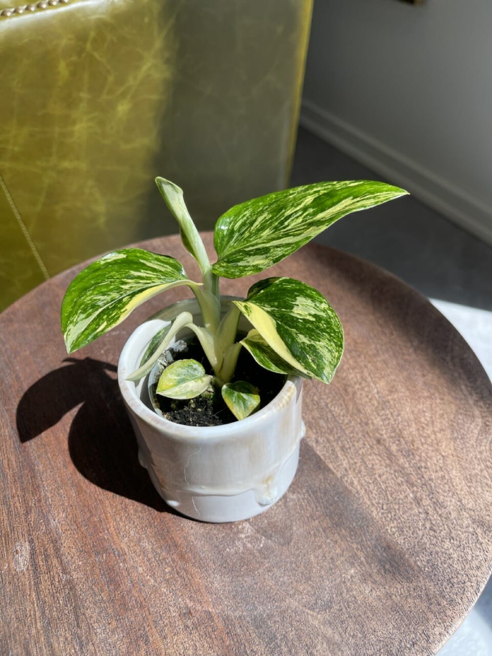 Monstera Standleyana Aurea Variegata - Ø6cm