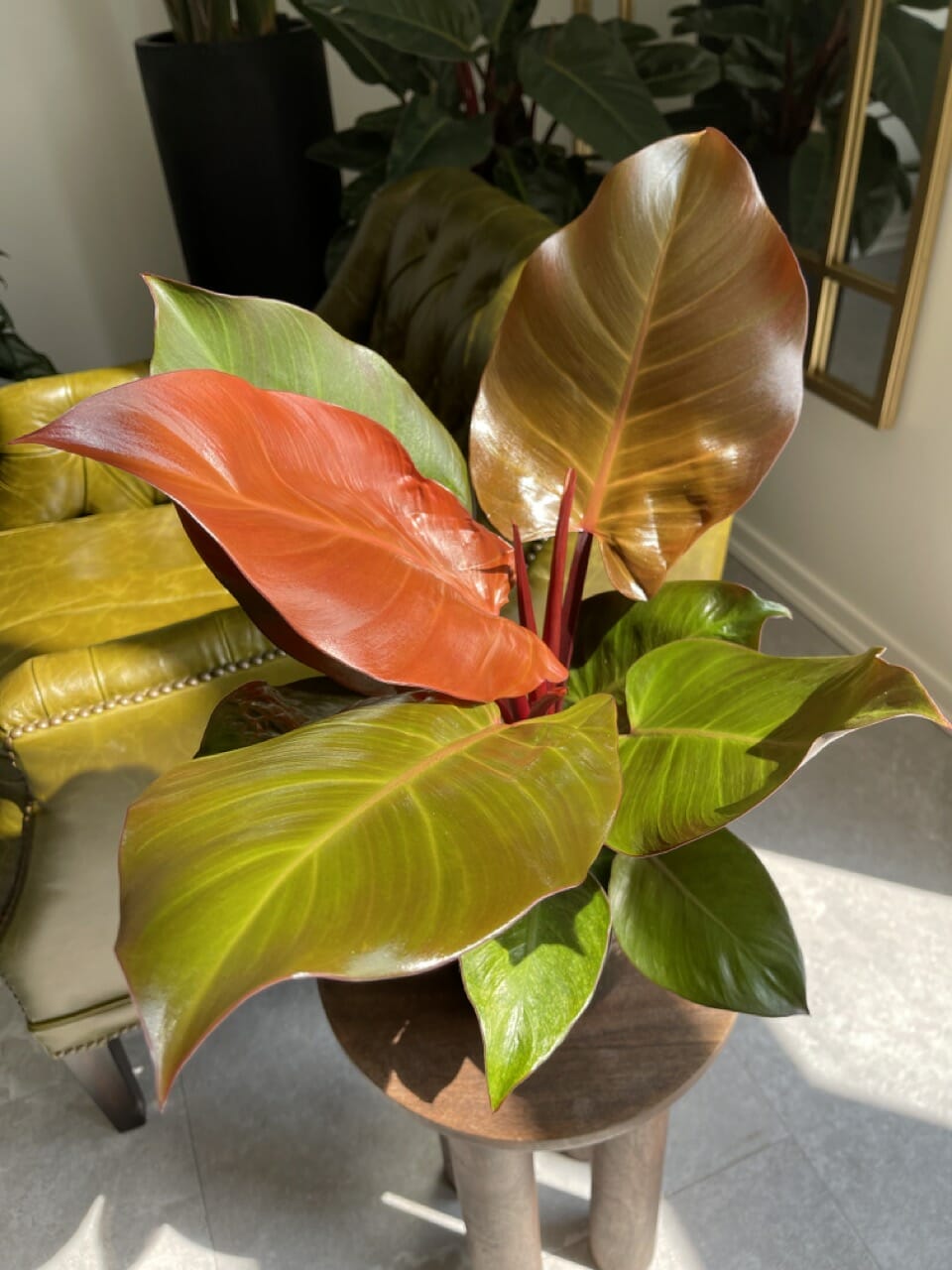Philodendron Orange McColley's Finale - Ø12 cm XL