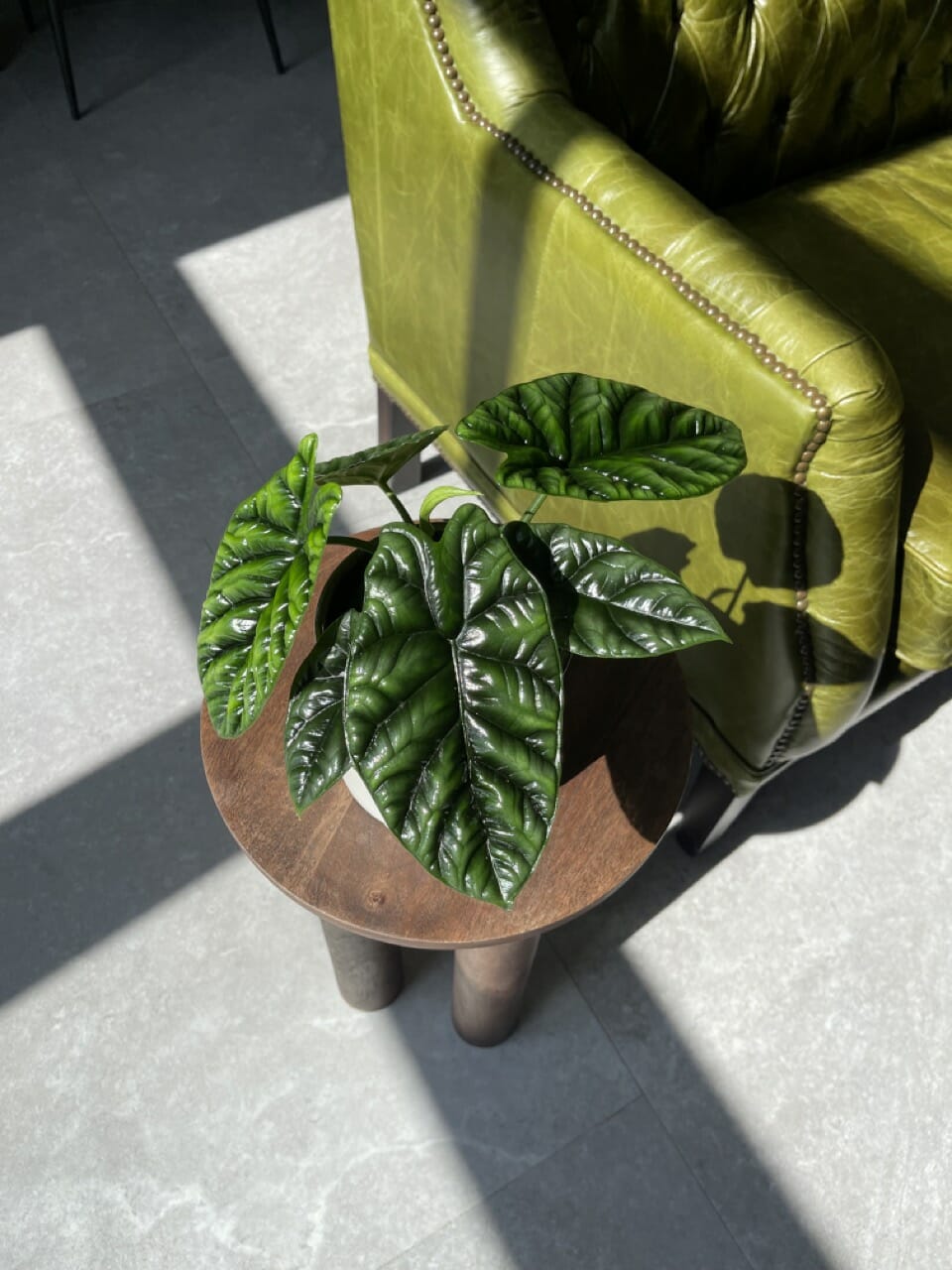 Alocasia Sinuata - Ø 12cm - Image 2