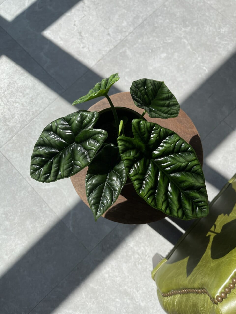 Alocasia Sinuata - Ø 12cm - Image 3