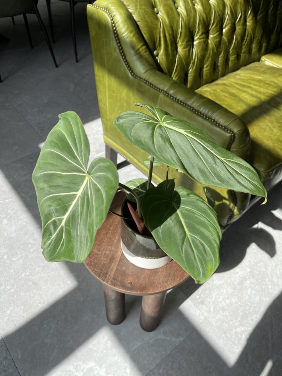 Philodendron Gloriosum - Ø 12cm