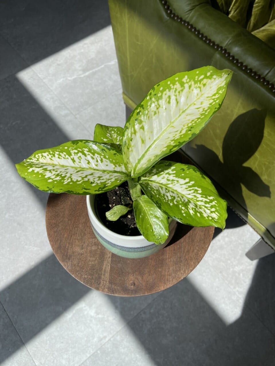 Dieffenbachia Delilah - Ø 12cm