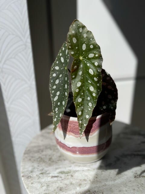 Begonia Maculata Wightii - Ø 12cm