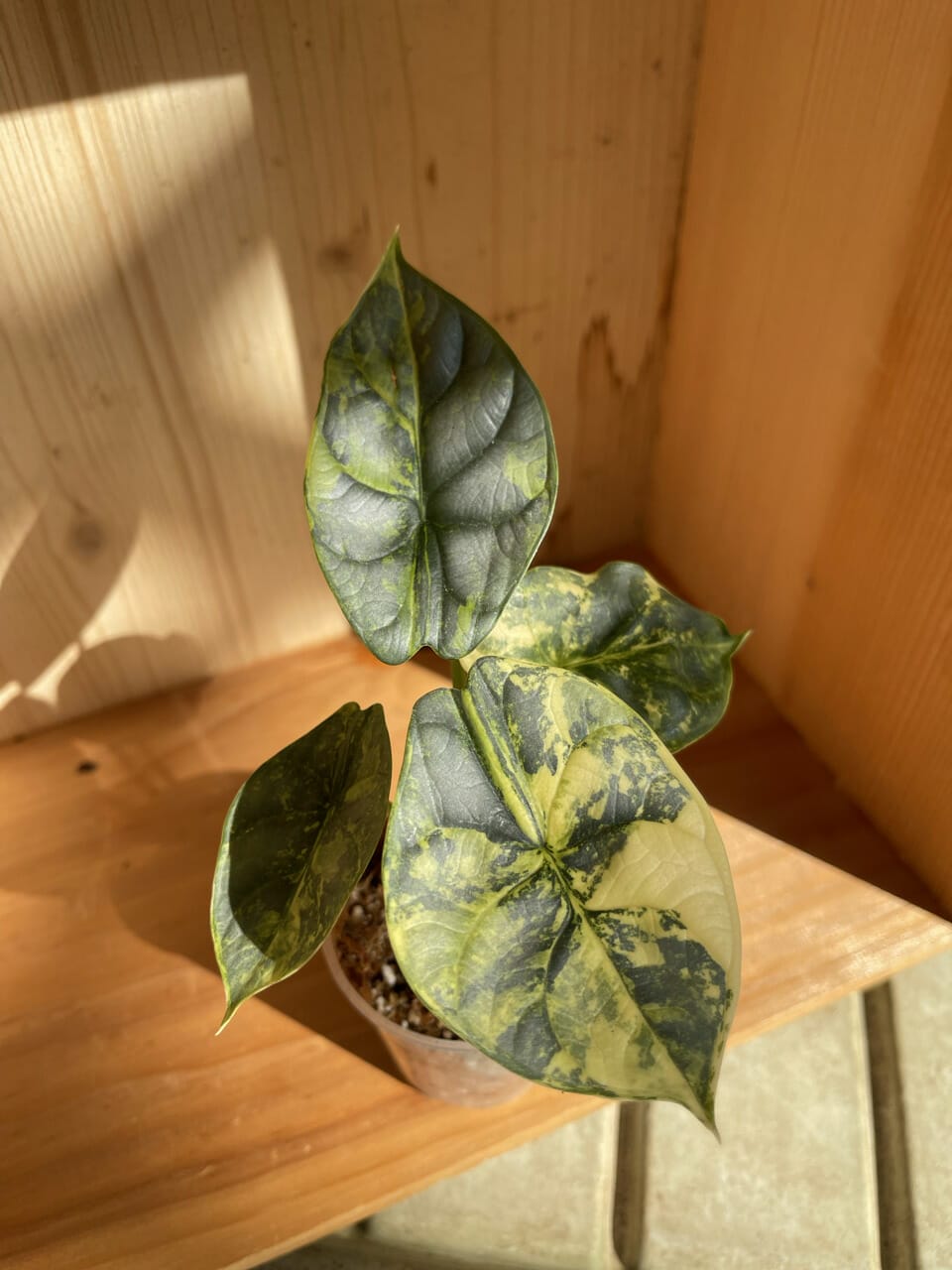 Alocasia Silver Dragon Aurea Variegata Extraordinary RB2 - Ø