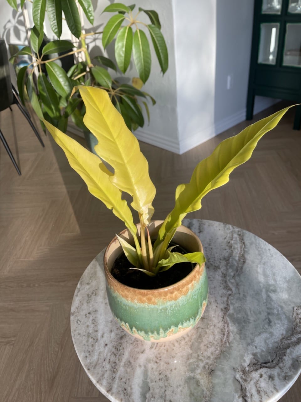 Philodendron Gergaji Golden Saw