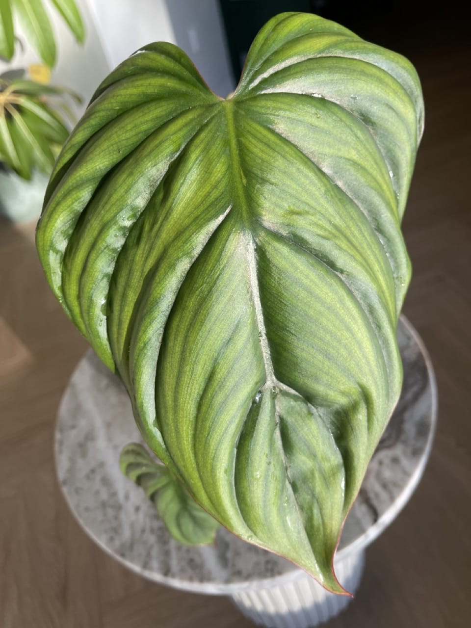 Philodendron SP Colombia - Ø 12cm - Image 4