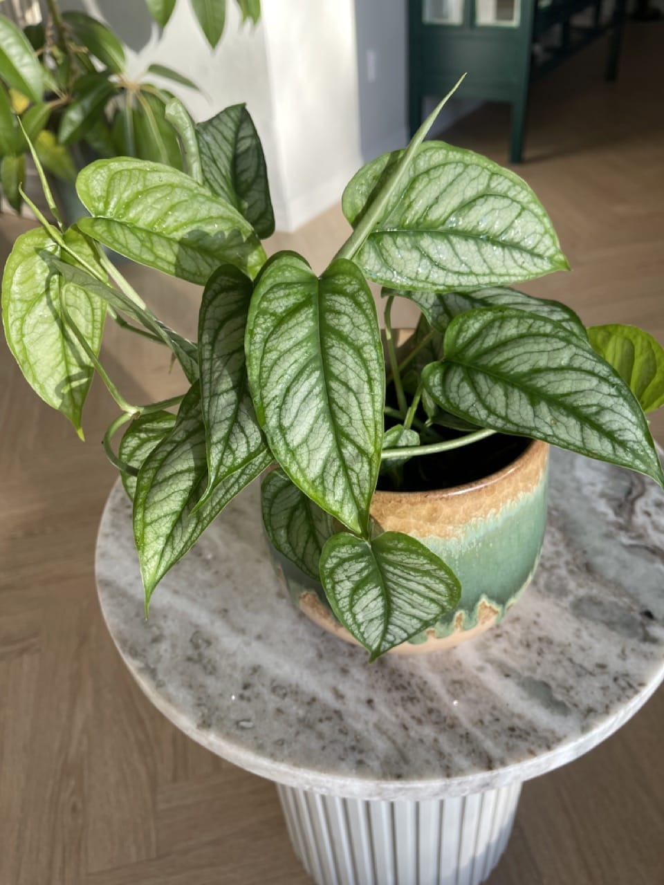 Monstera Siltepecana - Ø 12cm