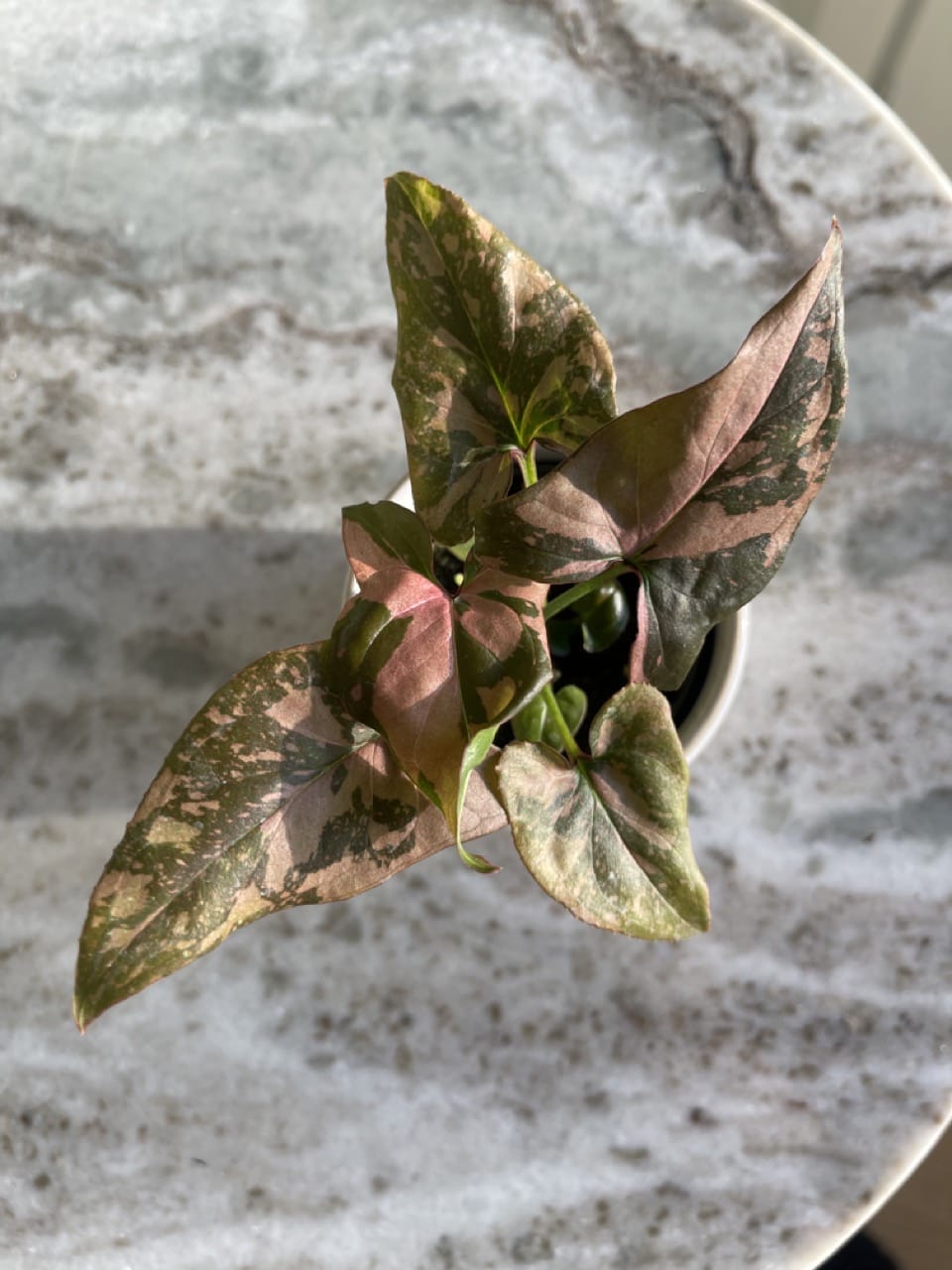 Syngonium Pink Splash - Ø 6cm