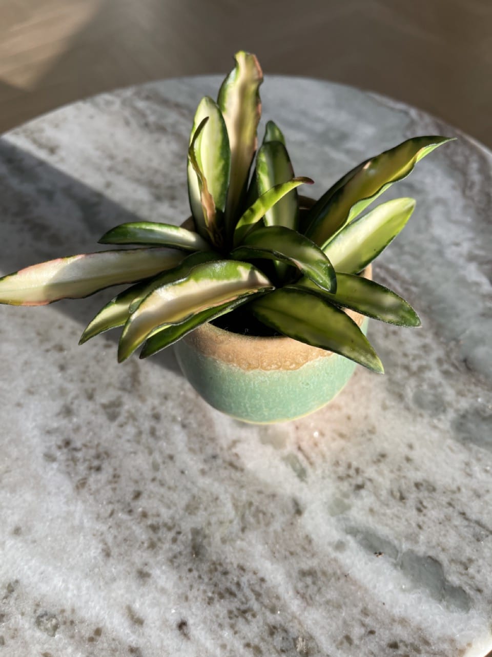 Hoya Wayetii Tricolor - Ø 6cm