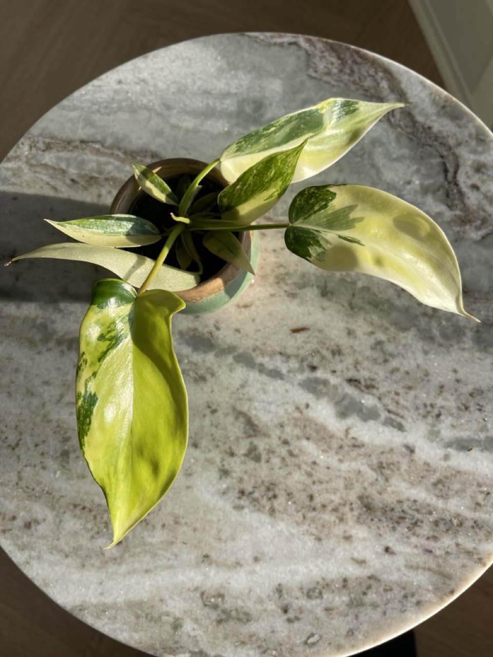 Philodendron Florida Beauty Intense - Ø 6cm